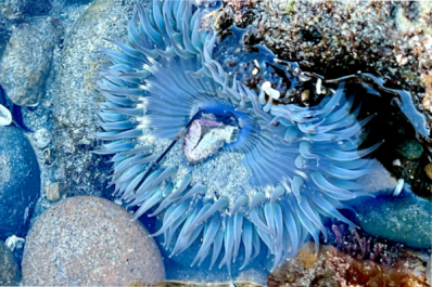 Sea Anemone at Terramar in Carlsbad, Calfornia