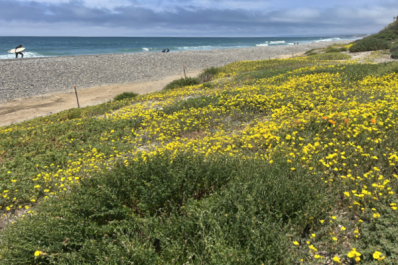 Flowers on Ponto Beach in Carlsbad, California