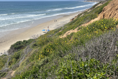 View of North Ponto Beach from Campgrounds above in Carlsbad, California