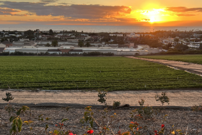 Sunset from above flower fields in Carlsbad, California