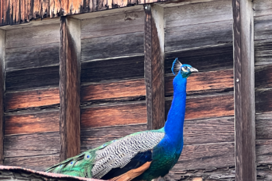Peacock at Leo Carrillo Ranch Park in Carlsbad, California