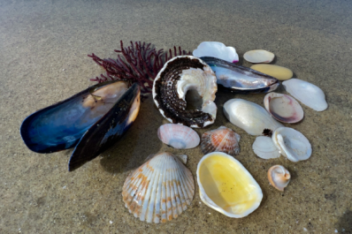 Shells on a beach in Carlsbad, California