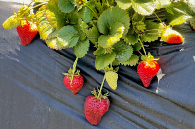 U-Pick Strawberry Farm in Carlsbad California