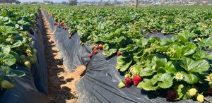 Field of strawberries at Carlsbad Strawberry Company farm in Carlsbad, California. Copyright bestcarlsbad.com