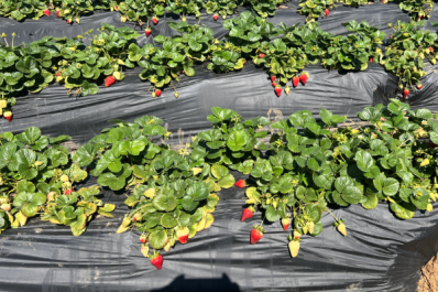 Pick your own strawberries in Carlsbad, California