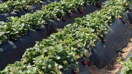 Rows of strawberries at Carlsbad Strawberry Company in Carlsbad California. Copyright Bestcarlsbad.com