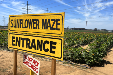 Sunflower maze in Carlsbad, California